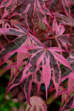 Shirazz Japanese Maple - 5 Gallon Pot (2-3')
