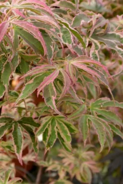 Shirazz Japanese Maple - 5 Gallon Pot (2-3') -Wilson Bros Gardens Japanese Maple Shirazz 13