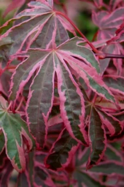 Shirazz Japanese Maple - 5 Gallon Pot (2-3') -Wilson Bros Gardens Japanese Maple Shirazz 6