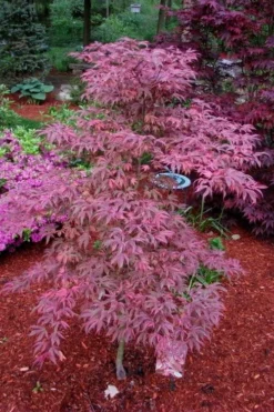 Shirazz Japanese Maple - 5 Gallon Pot (2-3') -Wilson Bros Gardens Japanese Maple Shirazz 7