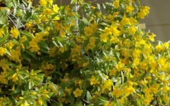 Butterscotch Yellow Jasmine (Jessamine) - Gelsemium Sempervirens - 1 Gallon Pot -Wilson Bros Gardens Jasmine Butterscotch 51