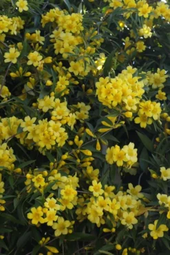 Duet Yellow Jasmine (Jessamine) - 2 Gallon Pot -Wilson Bros Gardens Jasmine Duet 5