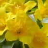 Duet Yellow Jasmine (Jessamine) - 2 Gallon Pot