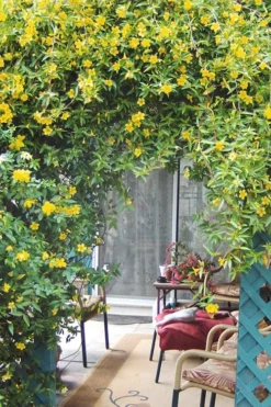 Duet Yellow Jasmine (Jessamine) - 2 Gallon Pot -Wilson Bros Gardens Jasmine Duet 9