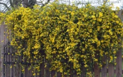 Duet Yellow Jasmine (Jessamine) - 2 Gallon Pot -Wilson Bros Gardens Jasmine Duet On Fence