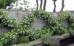 Madison Confederate Jasmine - 1 Gallon Pot -Wilson Bros Gardens Jasmine Madison 12