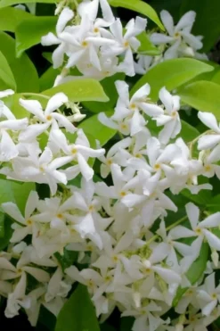 Madison Confederate Jasmine - 1 Gallon Pot