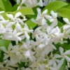 Madison Confederate Jasmine - 6 Pack Of 1 Gallon Pots