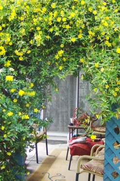 Pride Of Augusta Double Flowering Carolina Jasmine - 2 Gallon Pot -Wilson Bros Gardens Jasmine Pride Of Augusta 2
