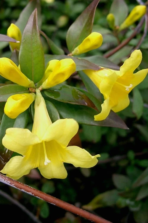 Swamp Carolina Jasmine (Jessamine) - Gelsemium Rankinii - 2 Gallon Pot 1 Swamp Carolina Jasmine (Jessamine) - Gelsemium Rankinii - 2 Gallon Pot