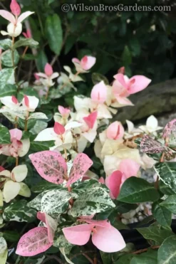 Snow N Summer Asiatic Jasmine - 6 Pack Of 1 Gallon Pots -Wilson Bros Gardens Jasmine Snow n Summer 20