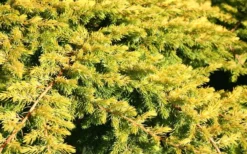 All Gold Golden Pacific Juniper - 1 Gallon Pot -Wilson Bros Gardens Juniper Golden Pacific 10