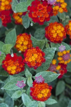 Cosmic Firestorm Lantana - 1 Gallon Pot