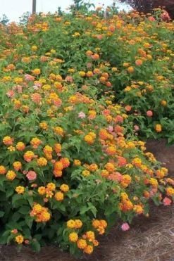 Miss Huff Hardy Lantana - 1 Gallon Pot 8 Miss Huff Hardy Lantana - 1 Gallon Pot -Wilson Bros Gardens Lantana Miss Huff 14