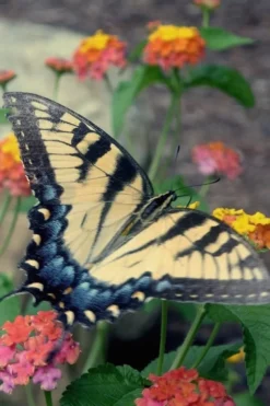 Miss Huff Hardy Lantana - 1 Gallon Pot 9 Miss Huff Hardy Lantana - 1 Gallon Pot -Wilson Bros Gardens Lantana Miss Huff 16