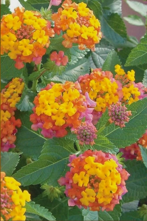 Miss Huff Hardy Lantana - 1 Gallon Pot 1 Miss Huff Hardy Lantana - 1 Gallon Pot
