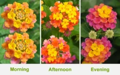 Sonset Hardy Lantana - 1 Gallon Pot -Wilson Bros Gardens Lantana Sonset 26 1