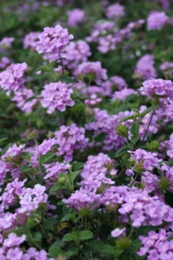 Trailing Lavender Lantana - 5 Pack Of Pint Pots -Wilson Bros Gardens Lantana Trailing Lavender 500x750 1
