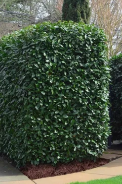 Schip Laurel (Prunus Laurocersasus 'Schipkaensis') - 5 Gallon Pot -Wilson Bros Gardens Laurel Schip 2 1