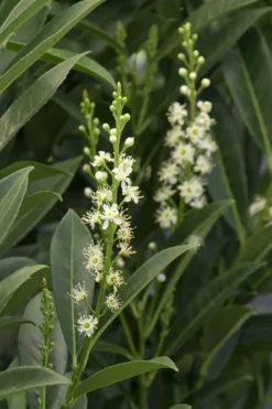Schip Laurel (Prunus Laurocersasus 'Schipkaensis') - 5 Gallon Pot -Wilson Bros Gardens Laurel Schip 3 1