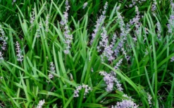 Creeping Lilyturf - Liriope Spicata - 18 Count Flat Of Pint Pots -Wilson Bros Gardens Liriope Spicata 50