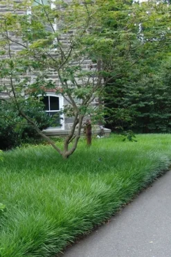 Creeping Lilyturf - Liriope Spicata - 18 Count Flat Of Pint Pots