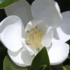 Claudia Wannamaker Southern Magnolia - 7 Gallon Pot (4-5')