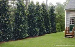 Claudia Wannamaker Southern Magnolia - 7 Gallon Pot (4-5') -Wilson Bros Gardens Magnolia Claudia Wannamaker 2 1