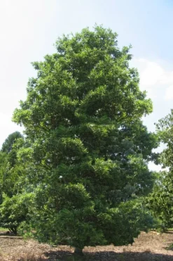 Green Shadow Sweetbay Magnolia Tree (Magnolia Virginiana) - 3 Gallon Pot (4-5') -Wilson Bros Gardens Magnolia Green Shadow Sweetbay Mature