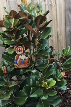 Teddy Bear Dwarf Southern Magnolia - 7 Gallon Pot (3-4') -Wilson Bros Gardens Magnolia Teddy Bear 4