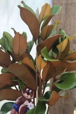 Teddy Bear Dwarf Southern Magnolia - 7 Gallon Pot (3-4') -Wilson Bros Gardens Magnolia Teddy Bear 6