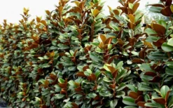 Teddy Bear Dwarf Southern Magnolia - 7 Gallon Pot (3-4') -Wilson Bros Gardens Magnolia Teddy Bear 8