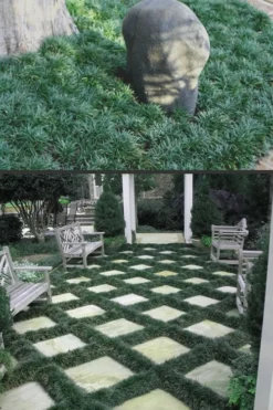 Dwarf Mondo Grass - 72 Pack Of 3.5" Pint Pots -Wilson Bros Gardens Mondo Grass Dwarf Rev 500x750 1