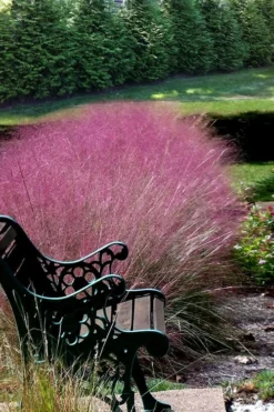 Pink Muhly Grass - Cotton Candy Grass - 1 Gallon Pot 17 Pink Muhly Grass - Cotton Candy Grass - 1 Gallon Pot -Wilson Bros Gardens Muhly Grass Pink 200