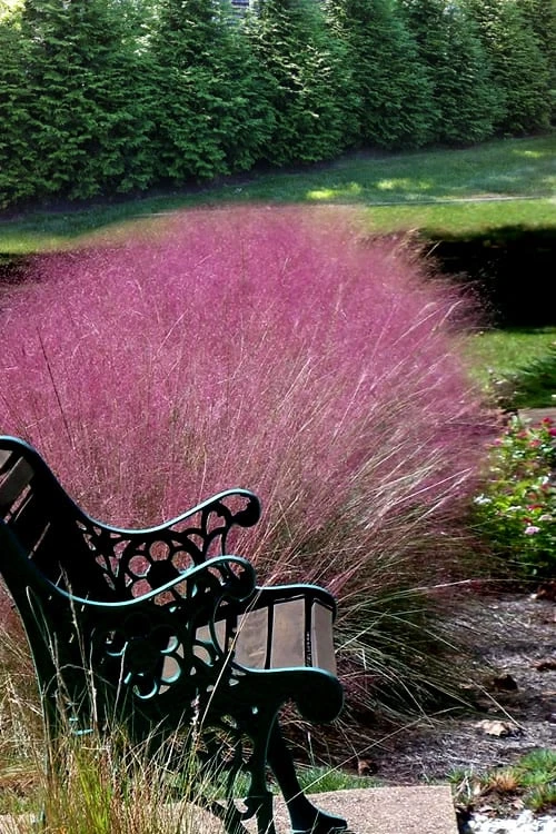 Pink Muhly Grass - Cotton Candy Grass - 1 Gallon Pot 8 Pink Muhly Grass - Cotton Candy Grass - 1 Gallon Pot - Image 8