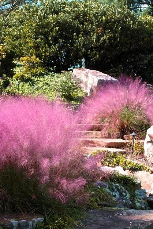 Pink Muhly Grass - Cotton Candy Grass - 1 Gallon Pot 5 Pink Muhly Grass - Cotton Candy Grass - 1 Gallon Pot - Image 5
