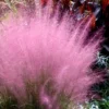 Pink Muhly Grass - Cotton Candy Grass - 1 Gallon Pot