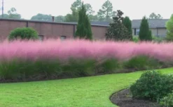 Pink Muhly Grass - Cotton Candy Grass - 1 Gallon Pot 18 Pink Muhly Grass - Cotton Candy Grass - 1 Gallon Pot -Wilson Bros Gardens Muhly Grass Pink 70