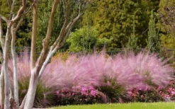 Pink Muhly Grass - Cotton Candy Grass - 1 Gallon Pot 19 Pink Muhly Grass - Cotton Candy Grass - 1 Gallon Pot -Wilson Bros Gardens Muhly Grass Pink 76