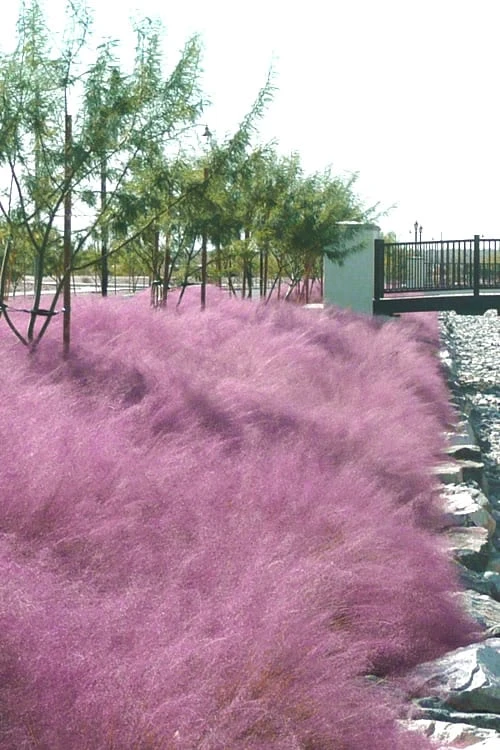 Pink Muhly Grass - Cotton Candy Grass - 1 Gallon Pot 6 Pink Muhly Grass - Cotton Candy Grass - 1 Gallon Pot - Image 6
