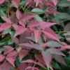 Flirt Dwarf Nandina - 1 Gallon Pot