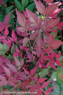 Flirt Dwarf Nandina - 1 Gallon Pot -Wilson Bros Gardens Nandina Flirt 11 1