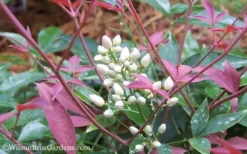 Flirt Dwarf Nandina - 1 Gallon Pot -Wilson Bros Gardens Nandina Flirt 12 1