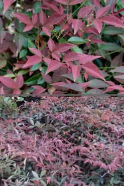 Flirt Dwarf Nandina - 6 Pack Of 1 Gallon Pots -Wilson Bros Gardens Nandina Flirt 500x750 1