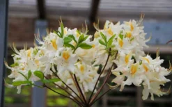 High Tide Aromi Azalea (Deciduous Rhododendron Hybrid) - 1 Gallon Pot 8 High Tide Aromi Azalea (Deciduous Rhododendron Hybrid) - 1 Gallon Pot -Wilson Bros Gardens Native Azalea High Tide 2