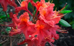 Jeb Stuart Native Azalea (Rhododendron) - 1 Gallon Pot -Wilson Bros Gardens Native Azalea Jeb Stuart 2