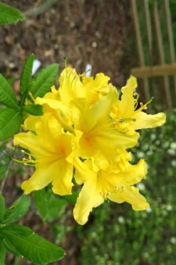 Lemonade Aromi Azalea (Rhododendron Hybrid) - 1 Gallon Pot 7 Lemonade Aromi Azalea (Rhododendron Hybrid) - 1 Gallon Pot -Wilson Bros Gardens Native Azalea Lemonade 10