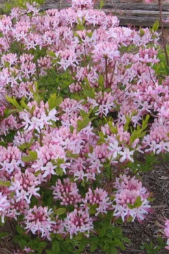 Pinxterbloom Azalea (Rhododendron Periclymenoides) - 3 Gallon Pot -Wilson Bros Gardens Native Azalea Pinxterbloom 1
