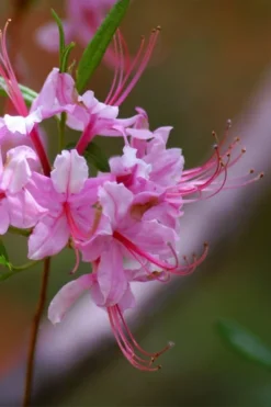 Pinxterbloom Azalea (Rhododendron Periclymenoides) - 3 Gallon Pot -Wilson Bros Gardens Native Azalea Pinxterbloom 10