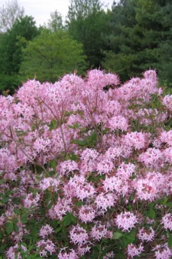 Pinxterbloom Azalea (Rhododendron Periclymenoides) - 3 Gallon Pot -Wilson Bros Gardens Native Azalea Pinxterbloom 3